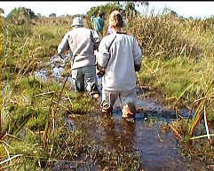 Bangweulu