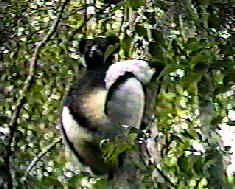 Indri Indri